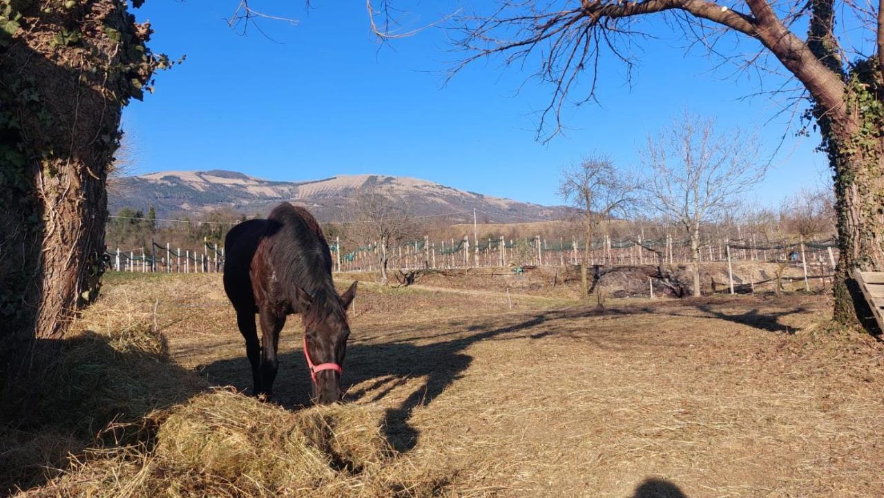La Caneveta Al Piave فالدوبياديني المظهر الخارجي الصورة